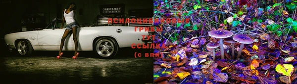 PSILOCYBIN Белокуриха